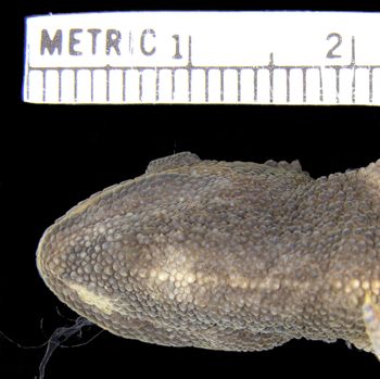 Media type: image; Herpetology R-59160